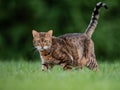 Bengal Cat Outise Royalty Free Stock Photo