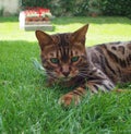 Bengal cat