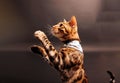 Bengal Cat photoshoting in photo studio on color background Royalty Free Stock Photo