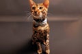 Bengal Cat photoshoting in photo studio on color background Royalty Free Stock Photo