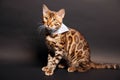 Bengal Cat photoshoting in photo studio on color background Royalty Free Stock Photo