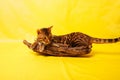 Bengal Cat photoshoting in photo studio on color background Royalty Free Stock Photo