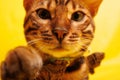 Bengal Cat photoshoting in photo studio on color background Royalty Free Stock Photo