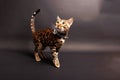 Bengal Cat photoshoting in photo studio on color background Royalty Free Stock Photo
