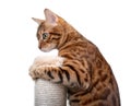 Bengal cat plays with a scratching post on a white background Royalty Free Stock Photo