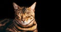 Bengal cat portrait on black background. Smiling, eyes closed Royalty Free Stock Photo