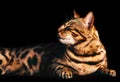 Bengal cat portrait on black background. Smiling, eyes closed Royalty Free Stock Photo