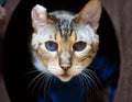 Bengal Cat Portrait with Disfigured Ear Royalty Free Stock Photo