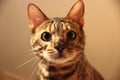 Bengal cat portrait. muzzle spotted cat. the head of a cat, tiger painting predator