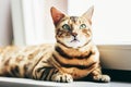Bengal cat portrait in natural light on a window sill at home Royalty Free Stock Photo