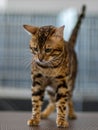 Bengal cat portrait