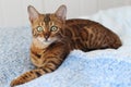Bengal cat posing comfortable portrait Royalty Free Stock Photo