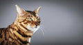 Bengal cat potrait on gray background Royalty Free Stock Photo