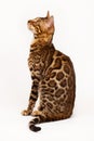 Bengal Cat profile shot