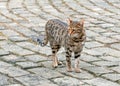 Bengal Cat prowling the streets.