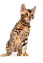 Bengal cat raising his paw Royalty Free Stock Photo