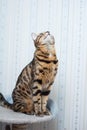 Bengal cat Royalty Free Stock Photo