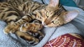 Bengal Cat Relaxing on Grey Blanket with Expressive Eyes