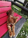 A bengal cat relaxing on the wooden coach Royalty Free Stock Photo