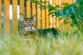 The Bengal cat is resting on a lush lawn in the shade of a bush