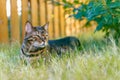 The Bengal cat is resting on a lush lawn in the shade of a bush