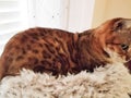 Bengal cat resting on a platform covered in soft fur