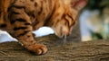 Bengal Cat Resting On Tree