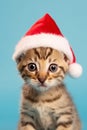Bengal cat with Santa Claus hat in front of blue background Royalty Free Stock Photo