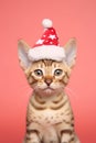 Bengal cat with Santa Claus hat with stars in front of pink background Royalty Free Stock Photo