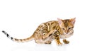 Bengal cat scratching isolated on white background