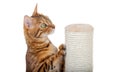 A Bengal cat sharpens its claws on a pole using a jute rope Royalty Free Stock Photo