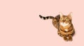 Bengal cat sits in full growth on a pink background