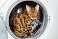 A Bengal cat sits inside a white washing machine