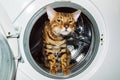 A Bengal cat sits inside a white washing machine