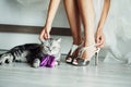 The bengal cat sits near bride, she touch cat Royalty Free Stock Photo