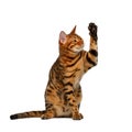 Bengal cat sits and raising up paw like a high five