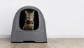 Bengal cat sitting in a closed litter box and looking to the camera.