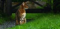 Bengal cat sitting at the gate Royalty Free Stock Photo