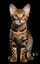 Bengal Cat sitting and looking at the camera in front isolated of a black background Royalty Free Stock Photo