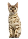 Bengal cat sitting, looking at the camera,