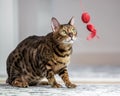A Bengal cat sitting looking at a toy on a string Royalty Free Stock Photo