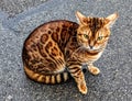 Bengal cat, sitting on the roadway, glares at the camera.