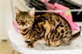 Bengal cat is sitting on a table and looking at the camera