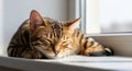 Bengal Cat Sleeping Peacefully on a Windowsill in Sunlight napping resting Royalty Free Stock Photo