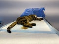 Bengal cat sleeps on the operating table under anesthesia Royalty Free Stock Photo