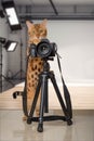 Bengal cat with a SLR camera in front of a photo studio Royalty Free Stock Photo