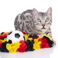 Bengal cat with soccer ball