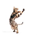 Bengal cat standing in funny pose as if dancing. Isolated on white Royalty Free Stock Photo