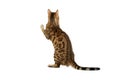 Bengal cat standing on hind legs
