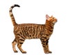 Bengal cat standing on white